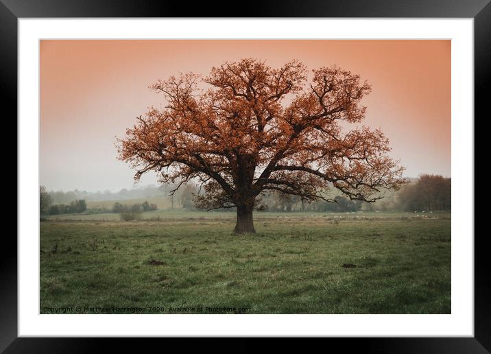 Lone tree in Dedham Framed Mounted Print by Matthew Harrington