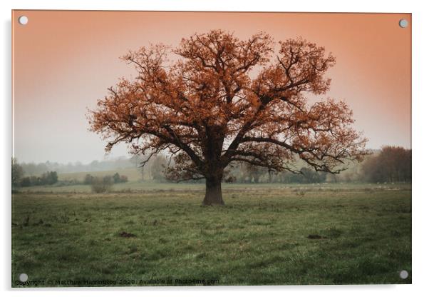 Lone tree in Dedham Acrylic by Matthew Harrington