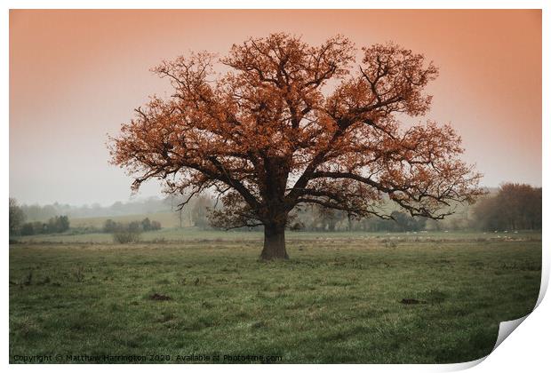 Lone tree in Dedham Print by Matthew Harrington
