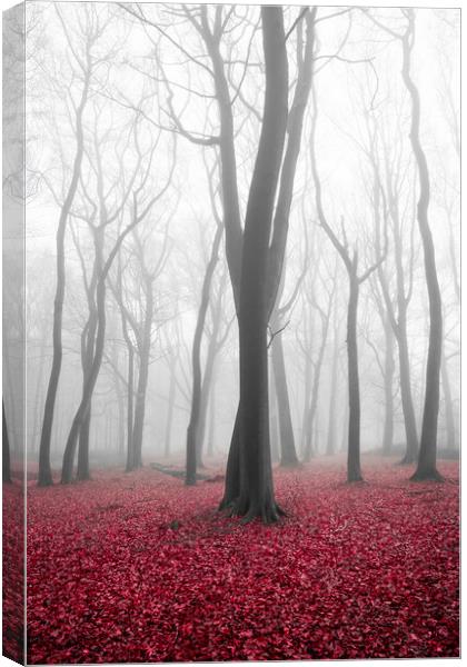 Autumn Woods Canvas Print by Graham Custance