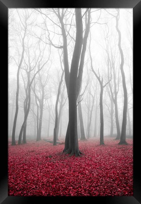 Autumn Woods Framed Print by Graham Custance