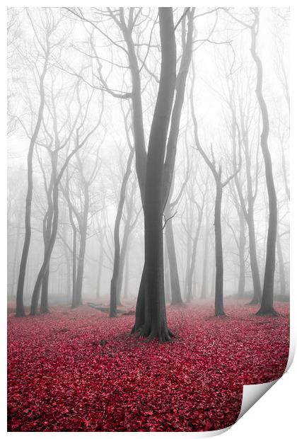 Autumn Woods Print by Graham Custance