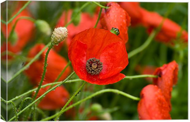 Wild Red Poppies Canvas Print by Jacqi Elmslie
