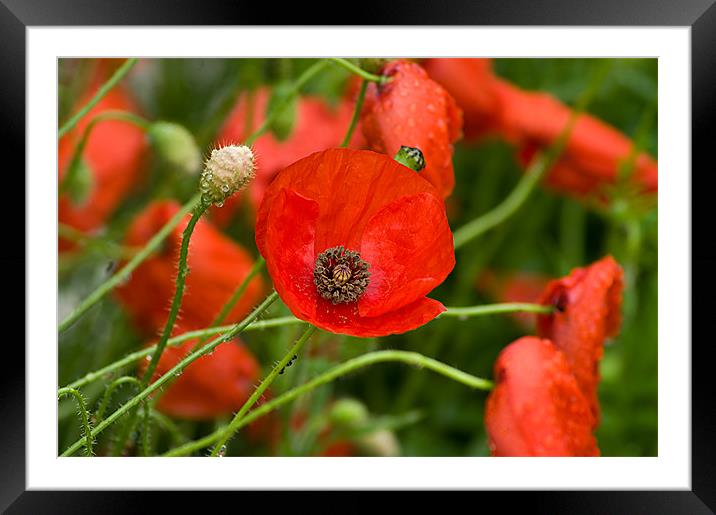 Wild Red Poppies Framed Mounted Print by Jacqi Elmslie