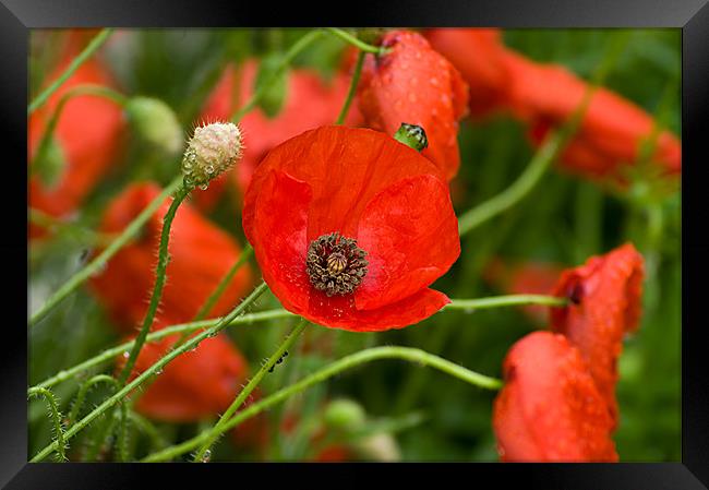 Wild Red Poppies Framed Print by Jacqi Elmslie