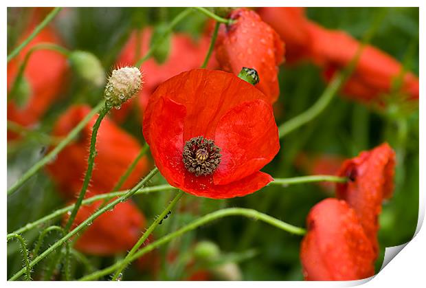 Wild Red Poppies Print by Jacqi Elmslie