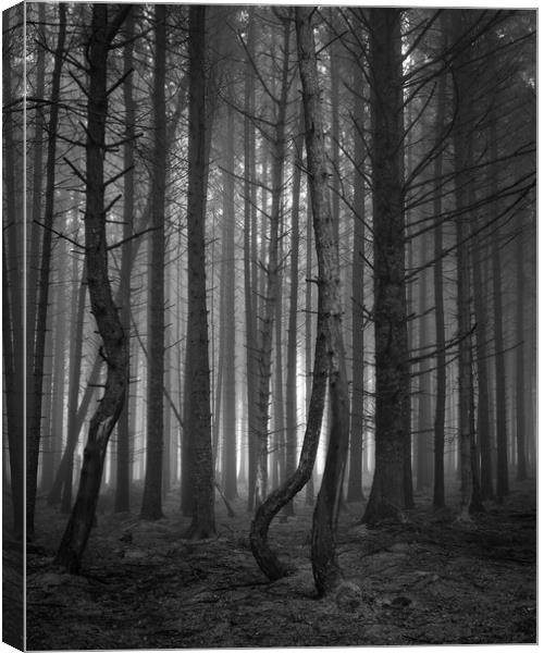 Pine Tree Forest In The Fog  - 3 of 3 Canvas Print by Phil Durkin DPAGB BPE4
