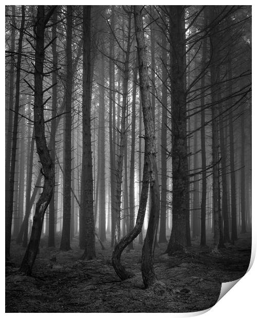 Pine Tree Forest In The Fog  - 3 of 3 Print by Phil Durkin DPAGB BPE4