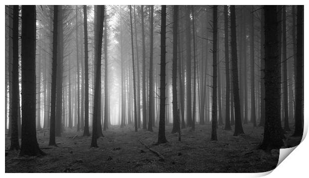 Pine Tree Forest In The Fog  - 2 of 3 Print by Phil Durkin DPAGB BPE4