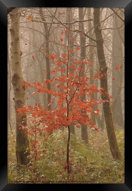 Autumn Beech tree Framed Print by Simon Johnson