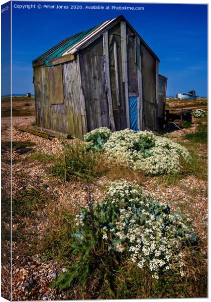 Sea Kale at Dungeness Canvas Print by Peter Jones