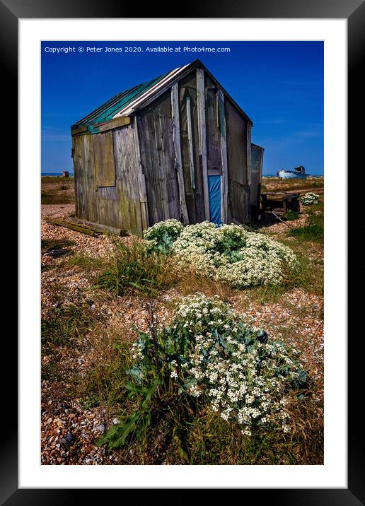 Sea Kale at Dungeness Framed Mounted Print by Peter Jones