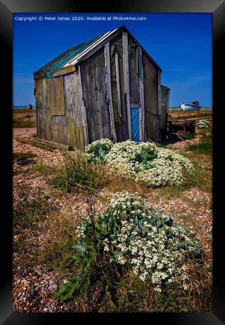 Sea Kale at Dungeness Framed Print by Peter Jones