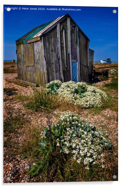 Sea Kale at Dungeness Acrylic by Peter Jones