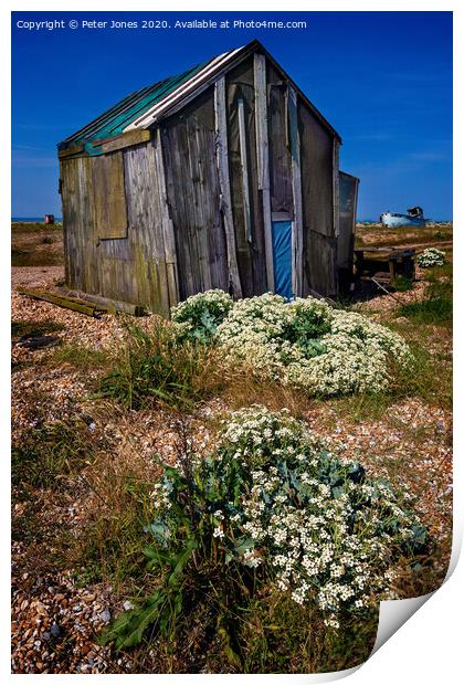 Sea Kale at Dungeness Print by Peter Jones