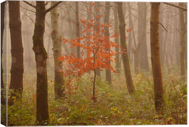 A tree in a forest Canvas Print by Simon Johnson