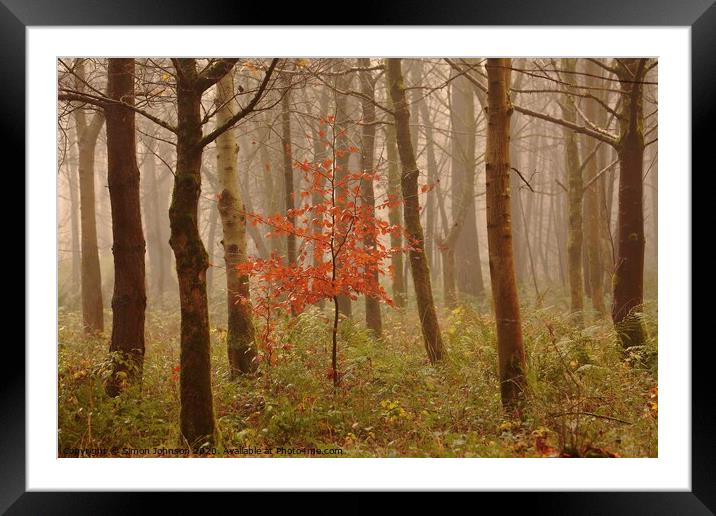 Autumn Beech tree Framed Mounted Print by Simon Johnson