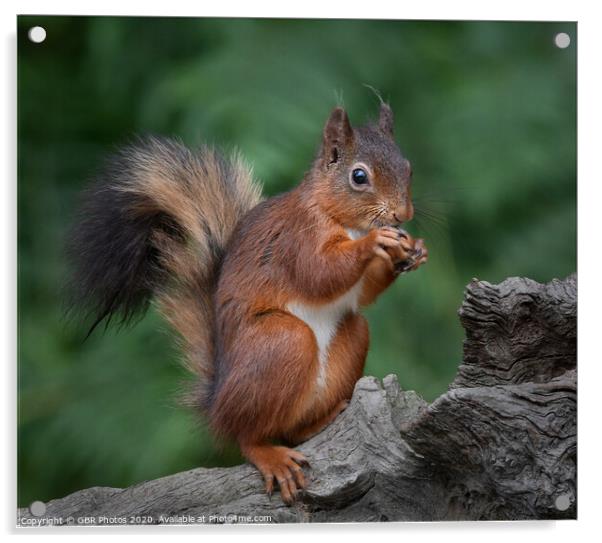 Red Squirrel Acrylic by GBR Photos