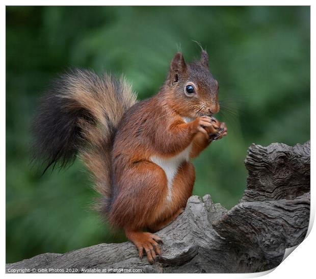 Red Squirrel Print by GBR Photos