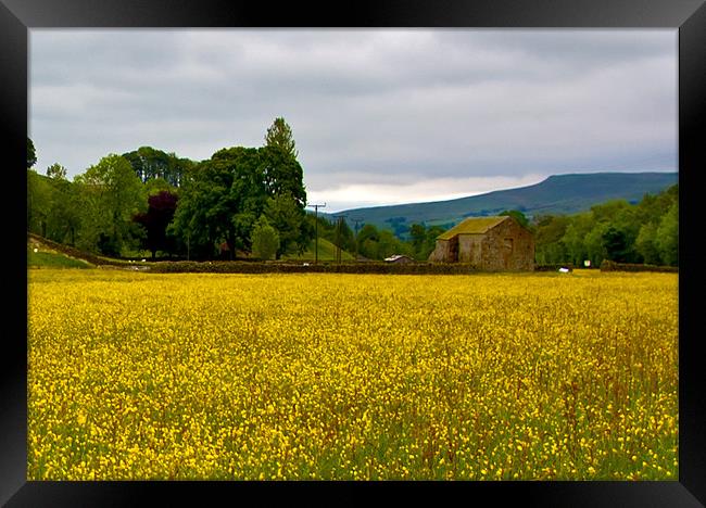 Hay Meadow in the Dales Framed Print by Trevor Kersley RIP