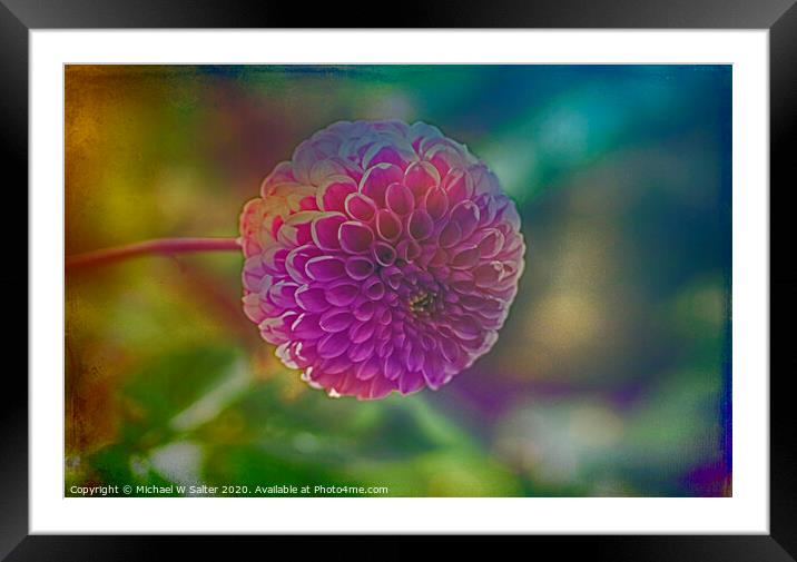Another Blooming Dahlia Framed Mounted Print by Michael W Salter