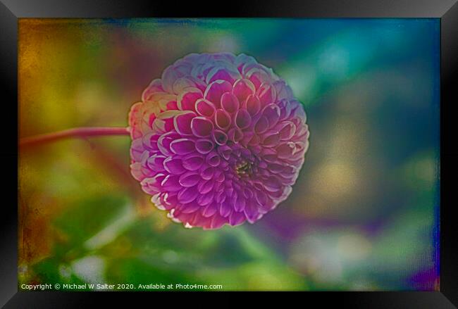 Another Blooming Dahlia Framed Print by Michael W Salter
