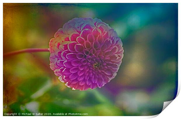 Another Blooming Dahlia Print by Michael W Salter