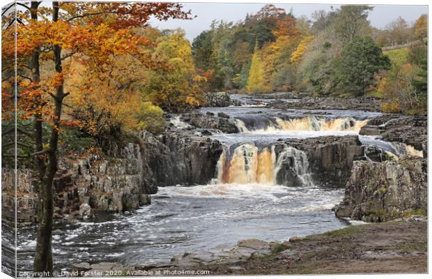Autumn Colours at Low Force, Upper Teesdale, County Durham, UK Canvas Print by David Forster