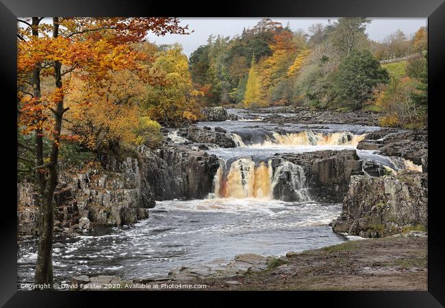 Autumn Colours at Low Force, Upper Teesdale, County Durham, UK Framed Print by David Forster