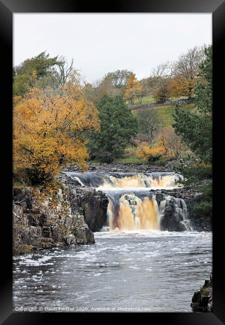 The River Tees Flowing Over Low Force in Autumn, Bowlees, Teesdale, County Durham, UK Framed Print by David Forster