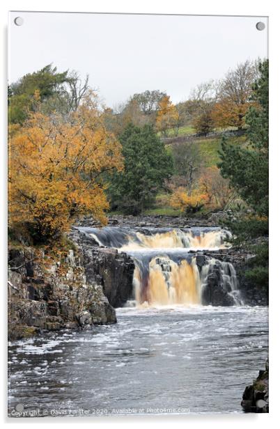 The River Tees Flowing Over Low Force in Autumn, Bowlees, Teesdale, County Durham, UK Acrylic by David Forster