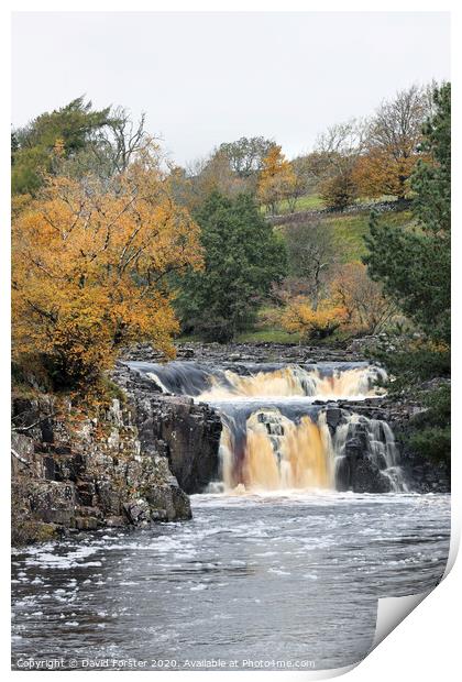 The River Tees Flowing Over Low Force in Autumn, Bowlees, Teesdale, County Durham, UK Print by David Forster