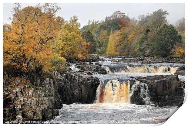 Autumn Colours at Low Force, Upper Teesdale, County Durham, UK Print by David Forster