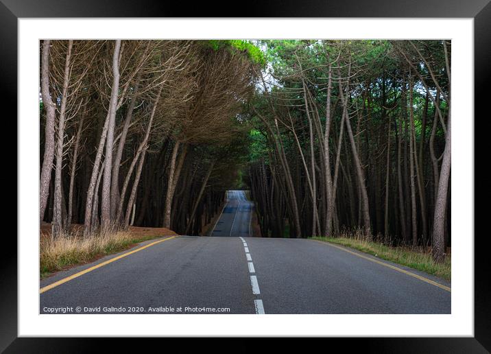 Beautiful view of a road surrounded by high trees Framed Mounted Print by David Galindo