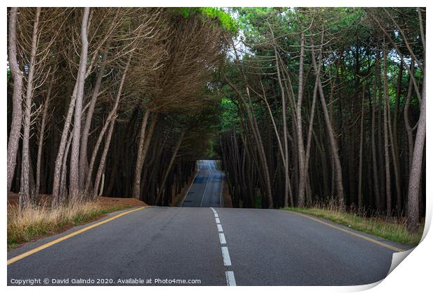 Beautiful view of a road surrounded by high trees Print by David Galindo