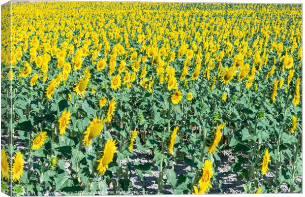 Outdoor sunflower field Canvas Print by David Galindo