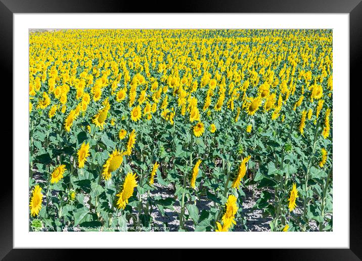 Outdoor sunflower field Framed Mounted Print by David Galindo