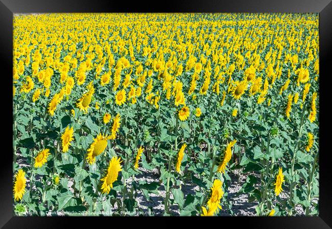 Outdoor sunflower field Framed Print by David Galindo