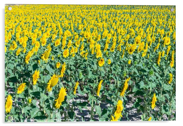 Outdoor sunflower field Acrylic by David Galindo