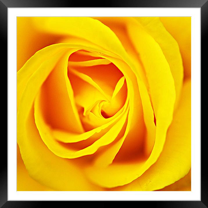 yellow rose Framed Mounted Print by rachael hardie