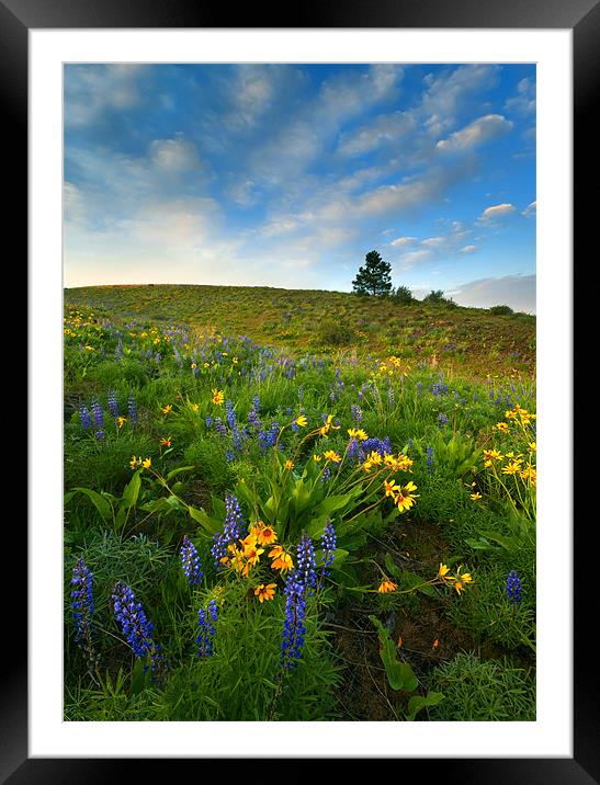 Meadow Gold Framed Mounted Print by Mike Dawson