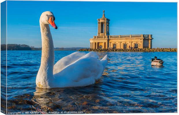 The hungry Swan. Canvas Print by Bill Allsopp