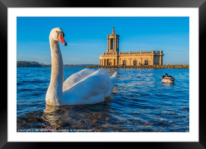 The hungry Swan. Framed Mounted Print by Bill Allsopp