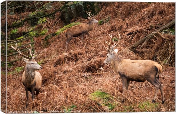 Three red deer stags. Canvas Print by Bill Allsopp