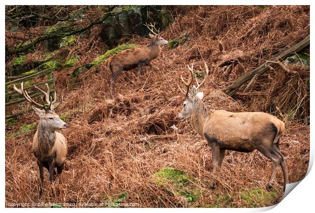 Three red deer stags. Print by Bill Allsopp