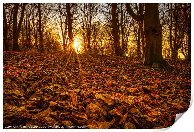 Red leaves at sunset. Print by Bill Allsopp