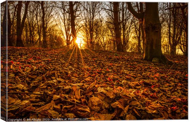 Red leaves at sunset. Canvas Print by Bill Allsopp