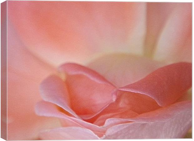 Rose pink blooming macro Canvas Print by Patti Barrett