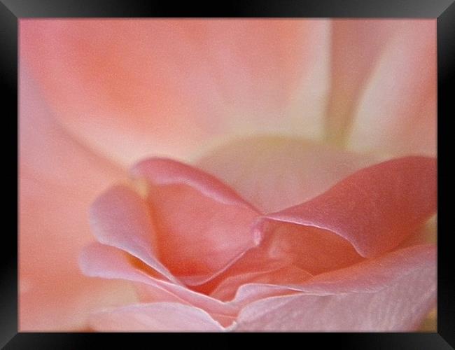 Rose pink blooming macro Framed Print by Patti Barrett