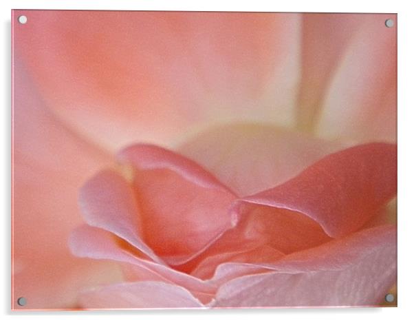 Rose pink blooming macro Acrylic by Patti Barrett